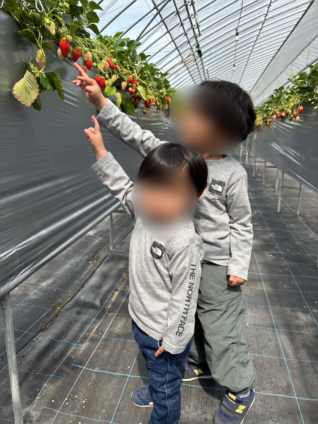 イチゴ狩りに行ってきました🍓